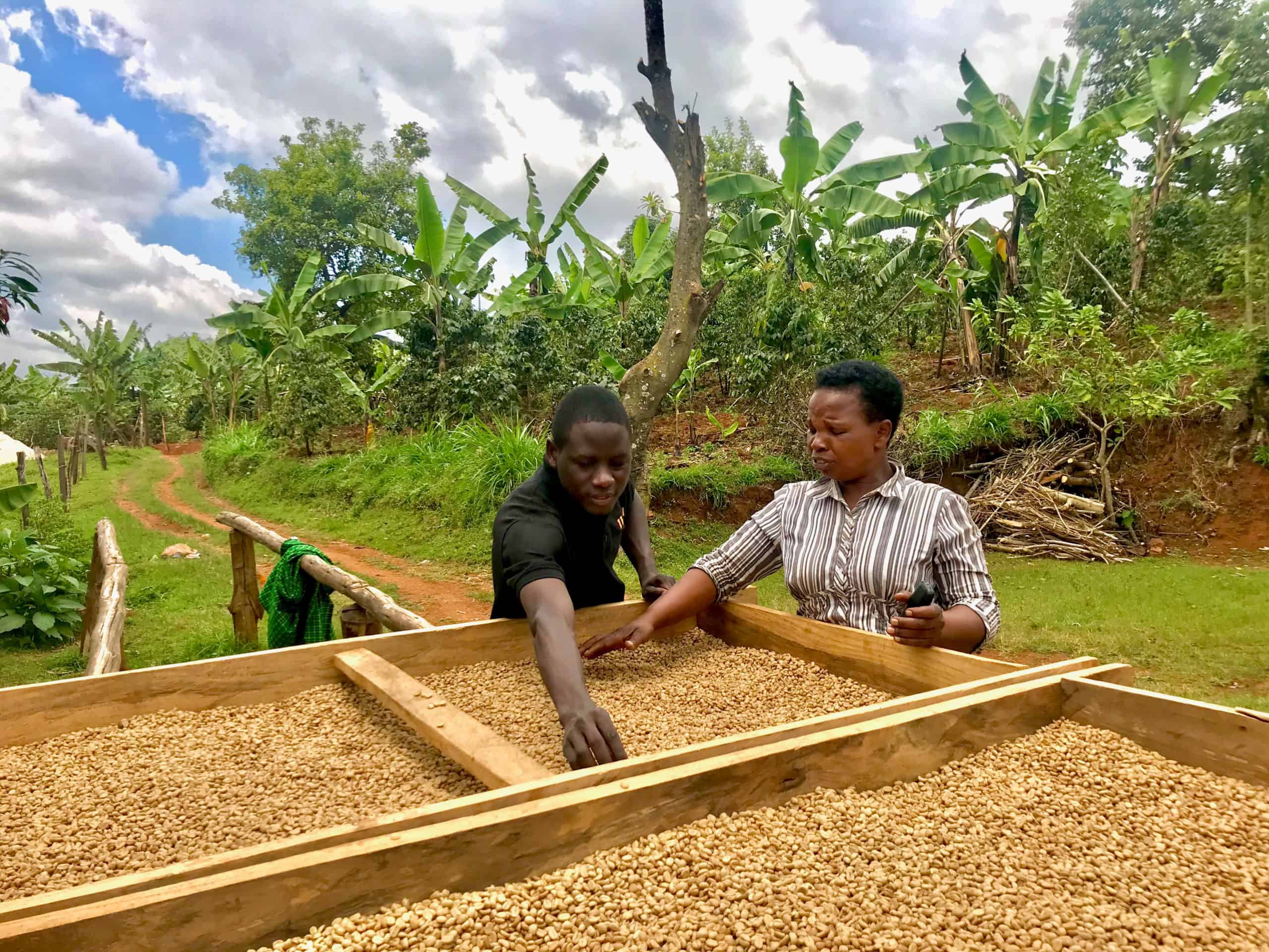 Ibra Kiganda fra Wild inspiserer kaffen til Olive Kishero fra Mt Elgon. Hun var den første kaffebonden Wild kjøpte kaffe fra.